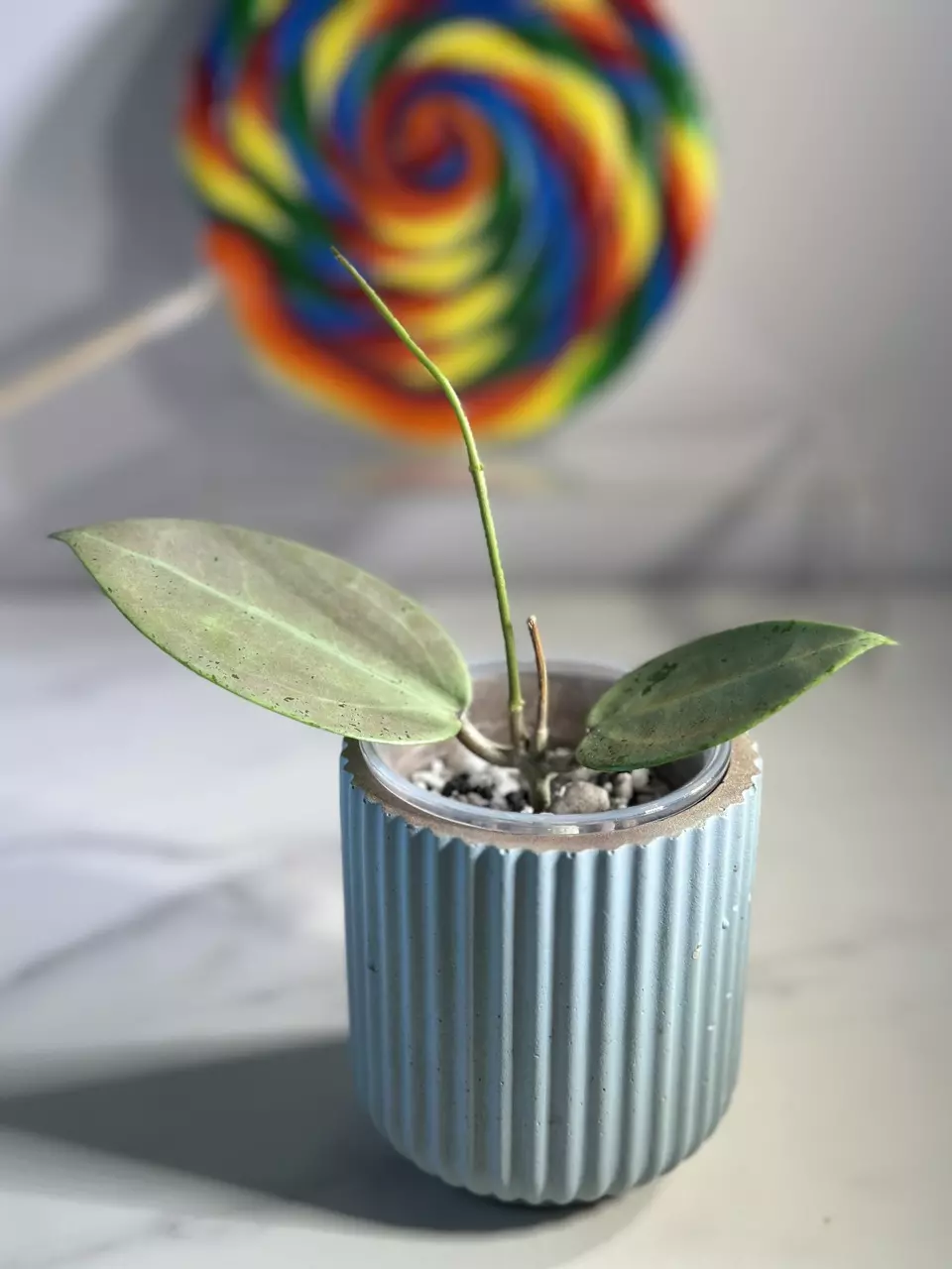 plant/Hoya verticillata (heartleaf) silver-2
