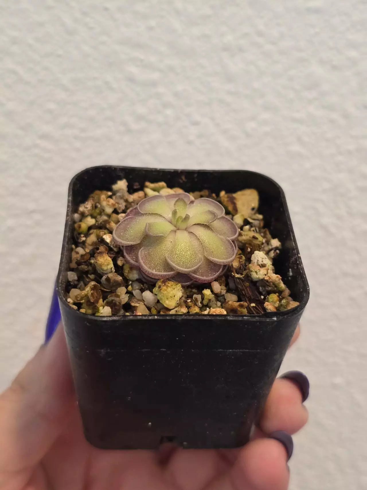 plant/Pinguicula Cyclosecta-1