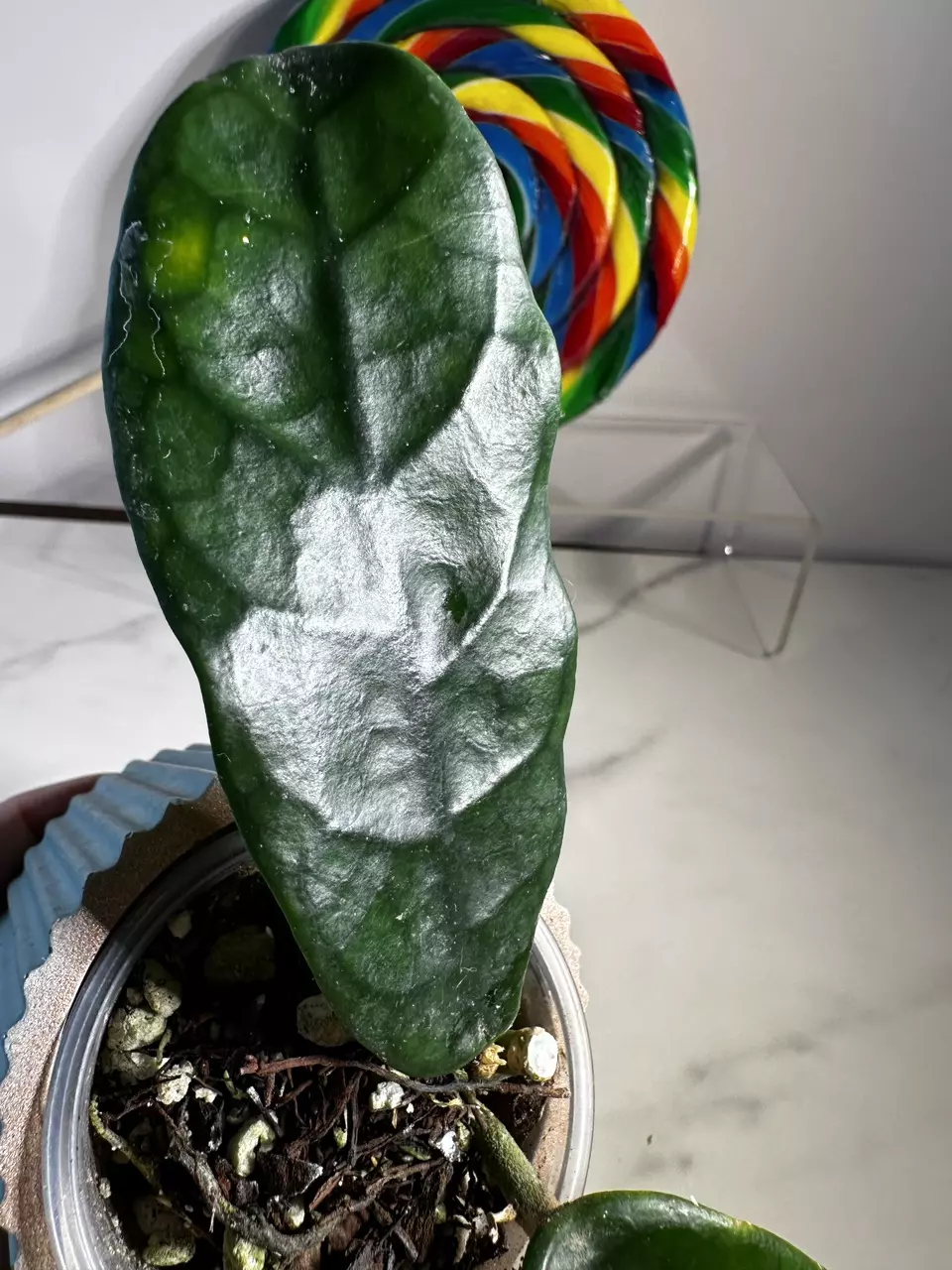 plant/Hoya Globulosa (Spoon Leaf)-3