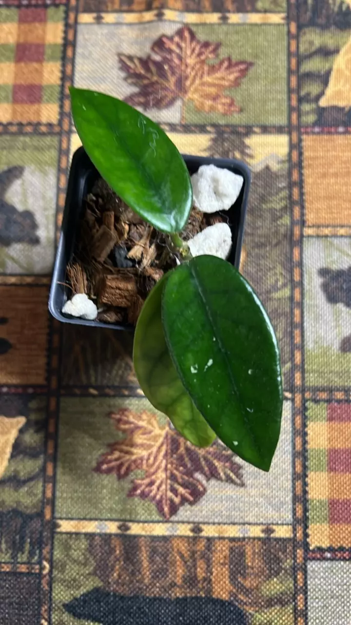 plant/#237 Tam Dao-0
