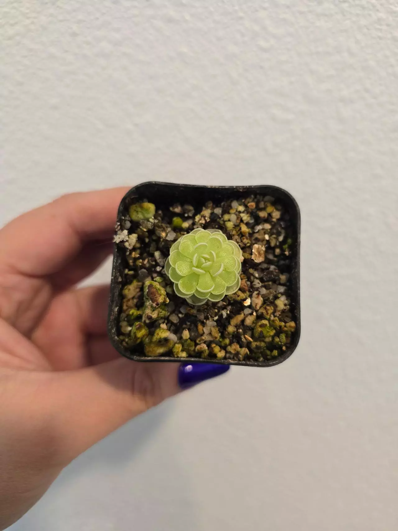 plant/Pinguicula Esseriana-0