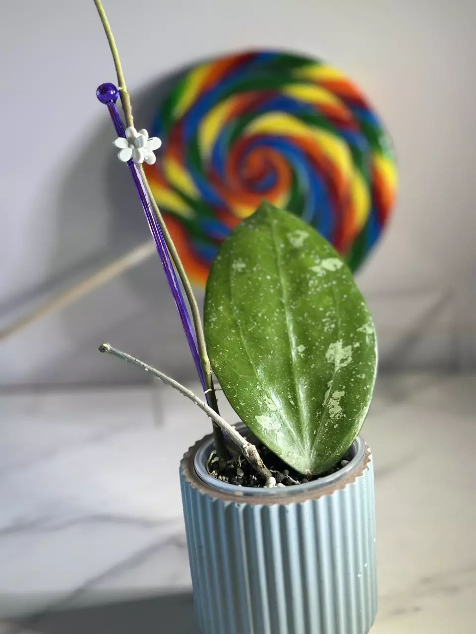 plant/Hoya Erythrostemma Cotton Candy 🍭-1