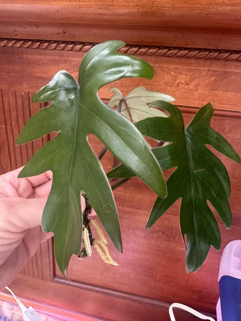 plant/Philodendron Mayoi. Rooted top cut.-1