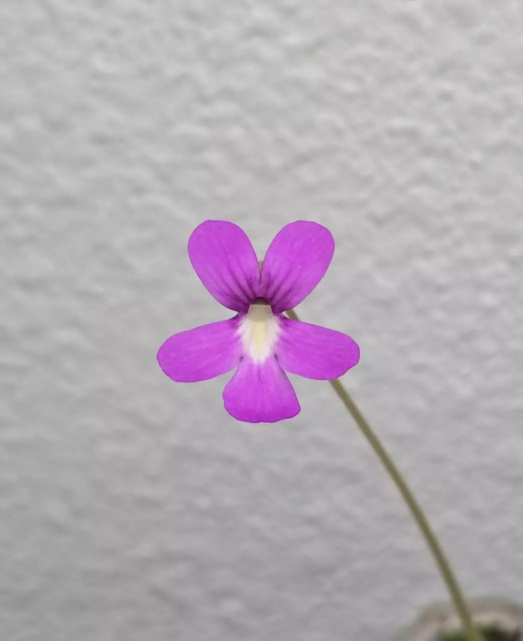 plant/Pinguicula Gypsicola x Sethos-2