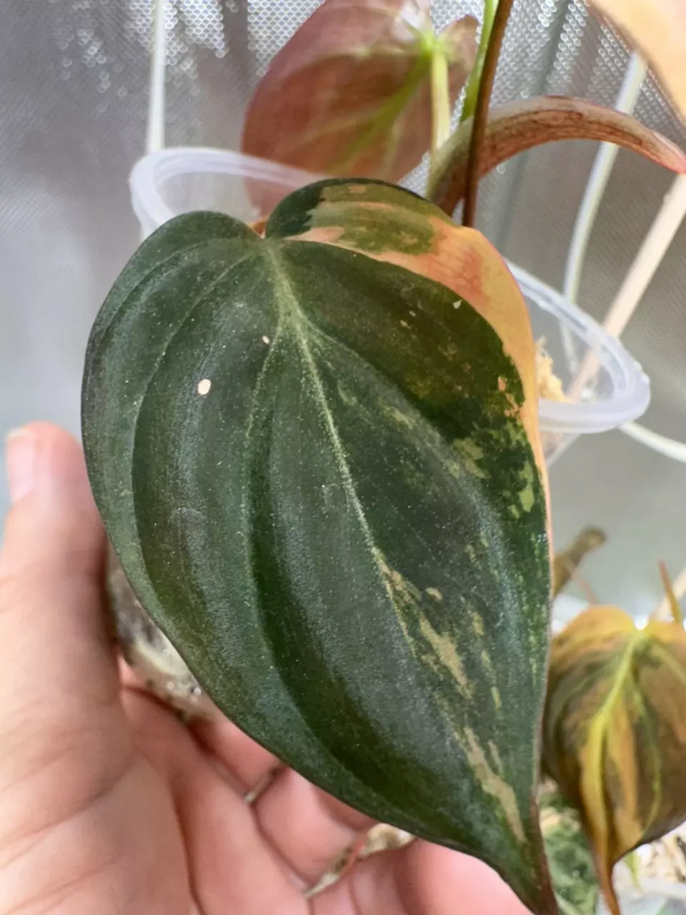 plant/Micans variegated ✨#0007-1