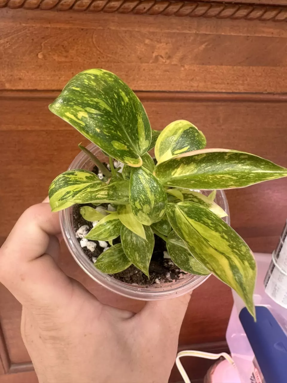 plant/Green congo Nuclear philodendron #0008-3