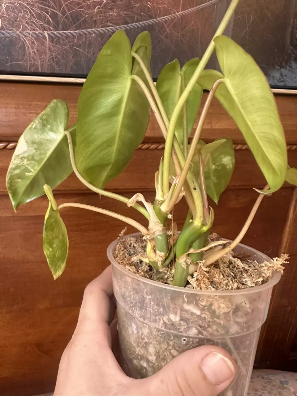 plant/Philodendron Burle Marx var?-8