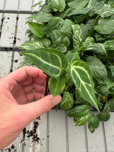 plant/Anthurium Crystallinum x Magnificum starter plant growers choice-1-thumbnail