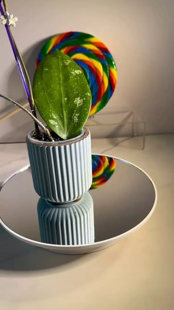 plant/Hoya Erythrostemma Cotton Candy 🍭-0