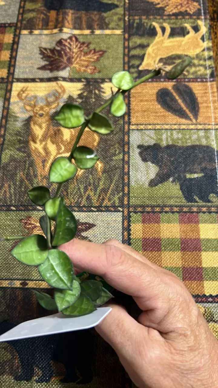 plant/#243 Lacunosa My Little Runaway-0