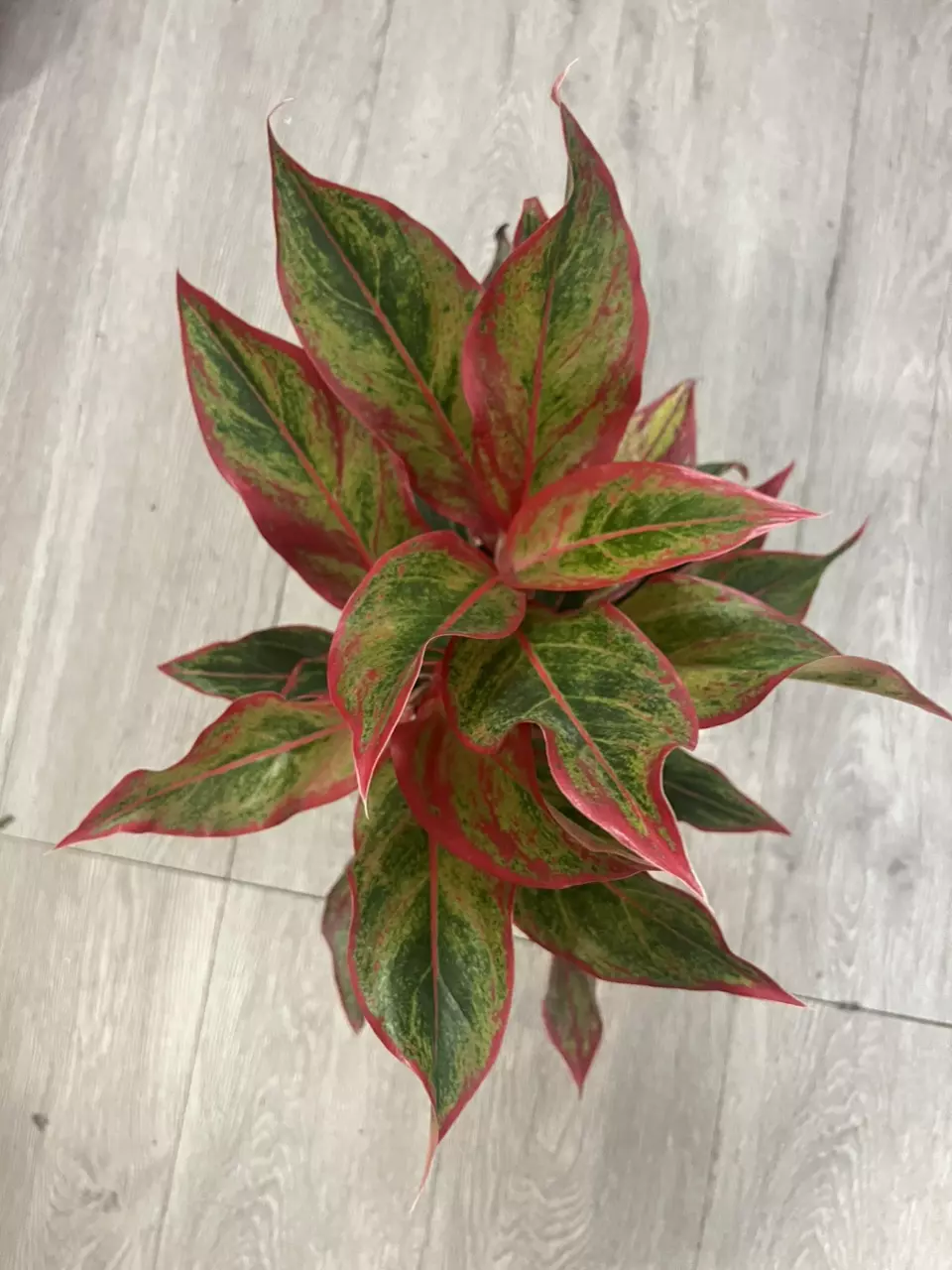 plant/4” Chinese Evergreen Siam-0