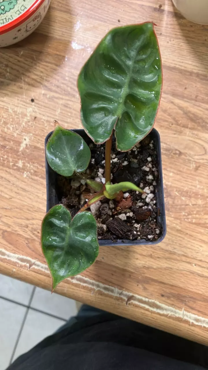 plant/Philodendron Billietae Reverted TC (acclimated)-0