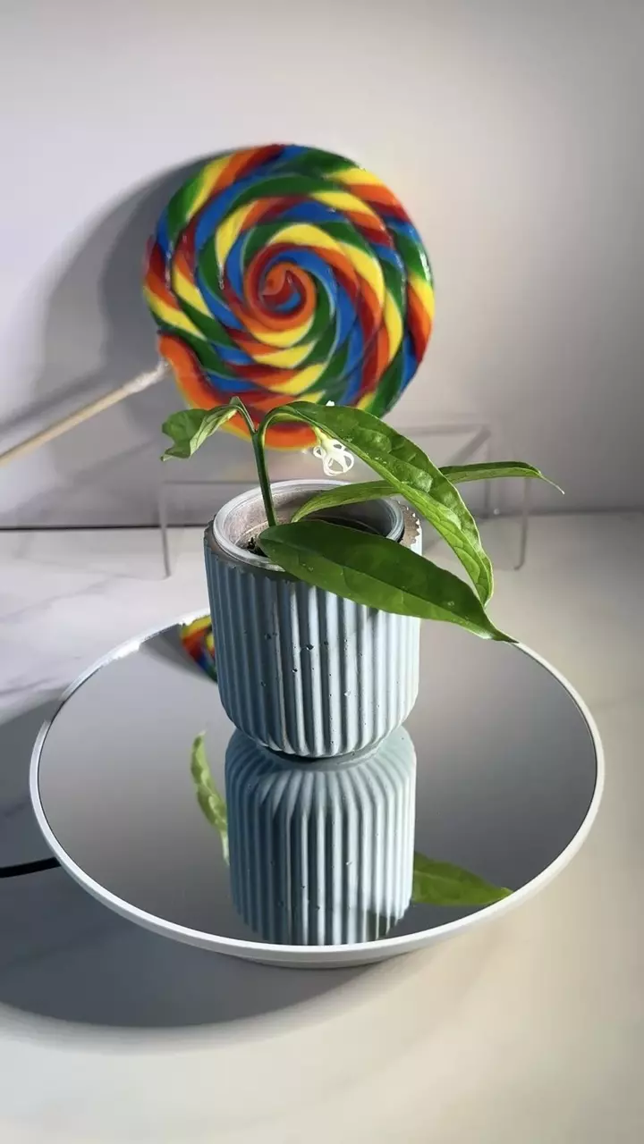 plant/Hoya decipulae-0