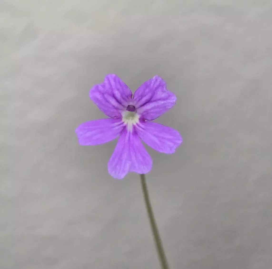 plant/Pinguicula Emarginata x Elizabethiae-2