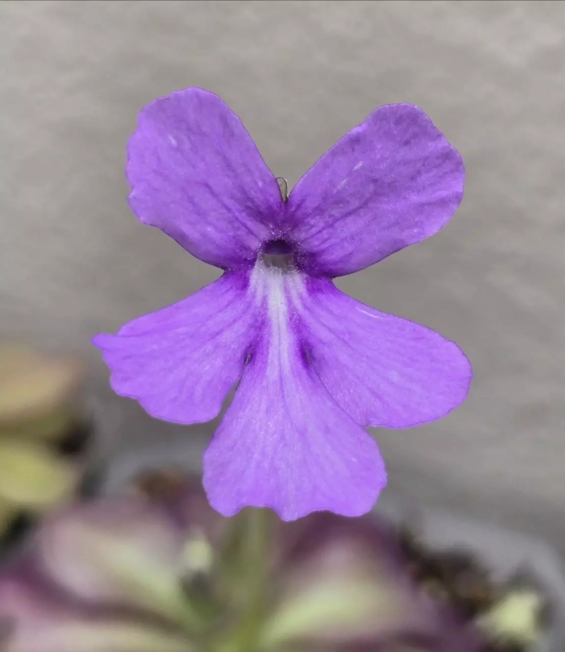 plant/Pinguicula Lilac Lollipop-2
