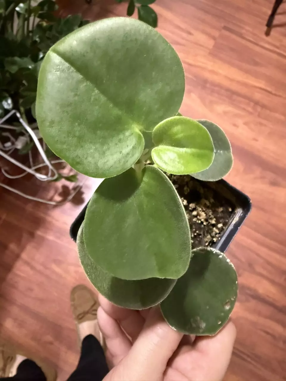 plant/Peperomia fuzzy-0