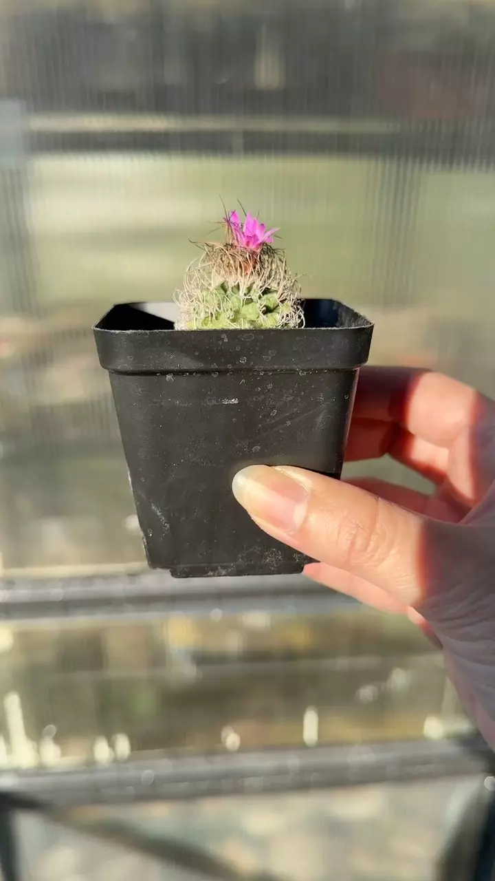 plant/Turbinicarpus Graminispinus Hybrid-1