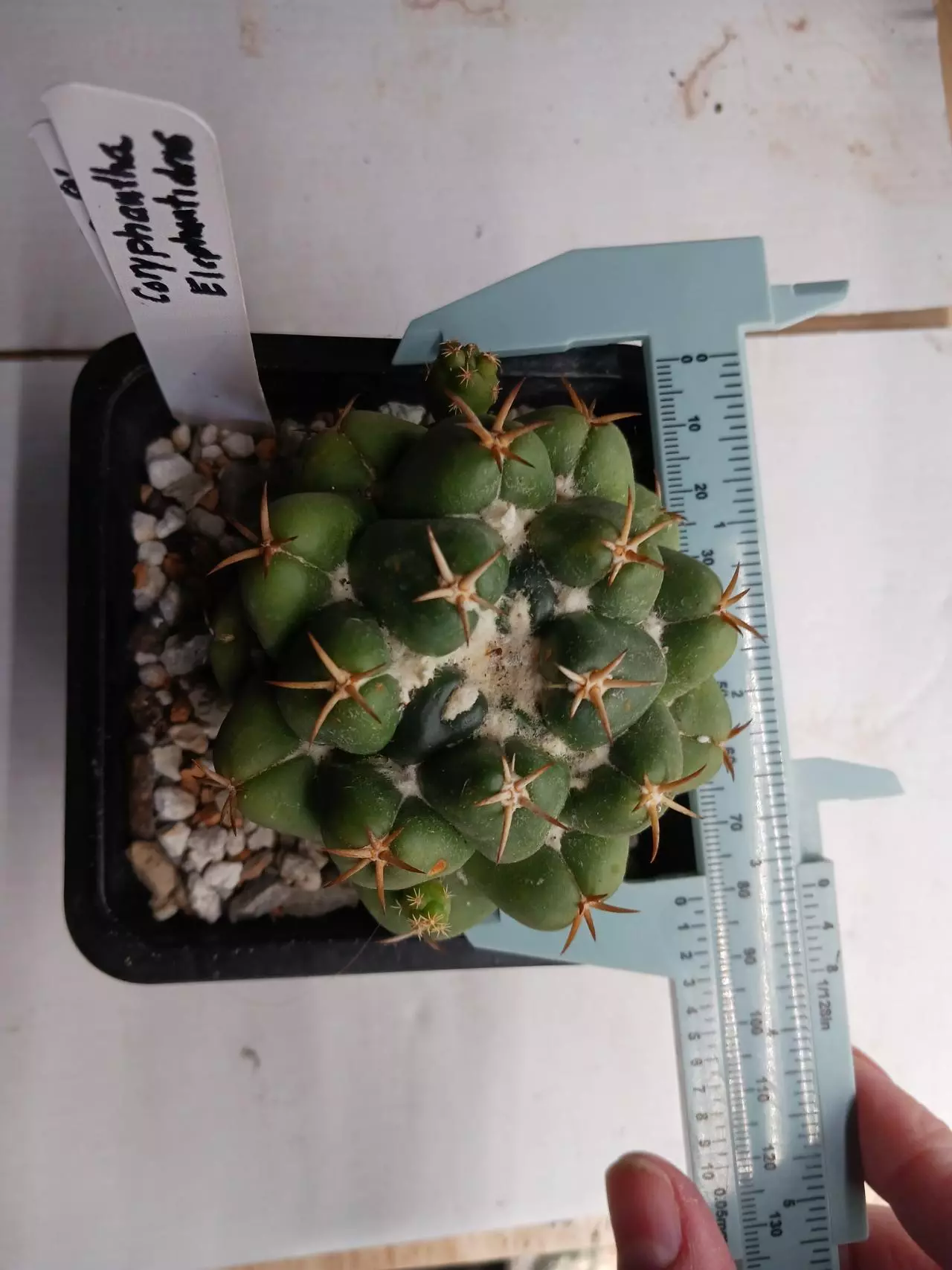 plant/Coryphantha Elephantidens-1