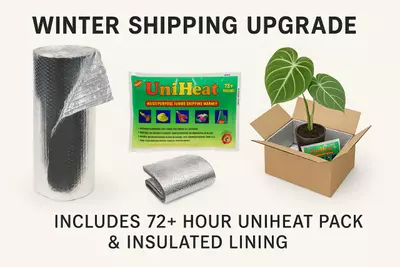 plant/Winter shipping-0-thumbnail