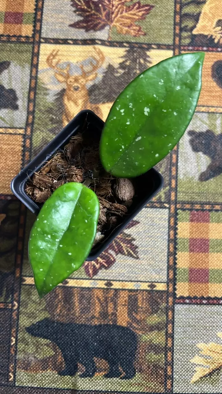 plant/#237 SMS Snowflake-0