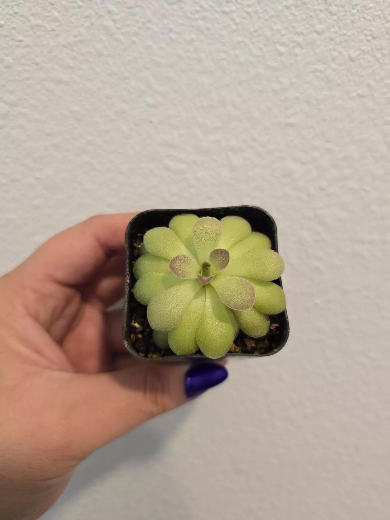 plant/Pinguicula Agnata True Blue x Hemiepiphytica-0