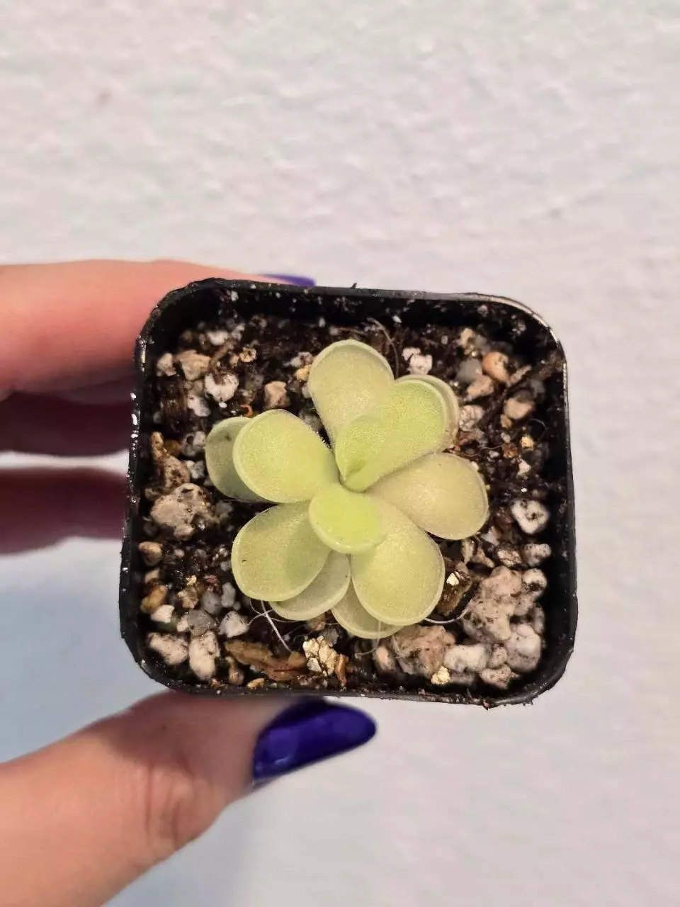 plant/Pinguicula Gigantea x Cyclosecta-0