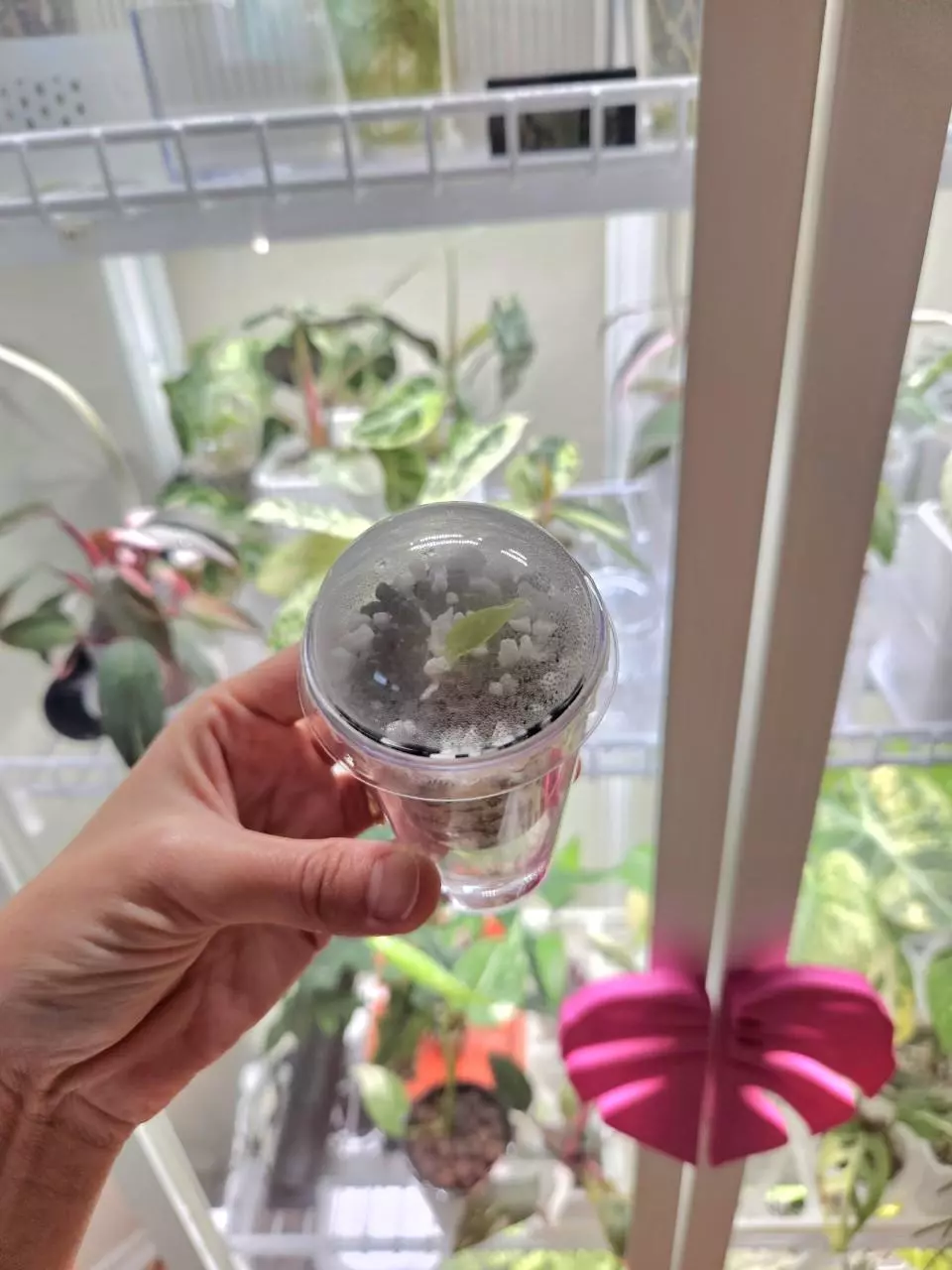 plant/12 Self watering cups for corms-4