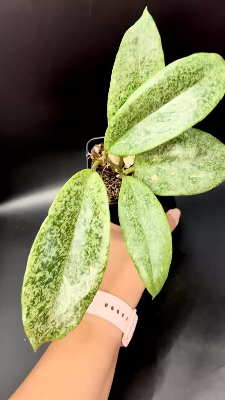 plant/🦄Hoya Incrassata Silver-1