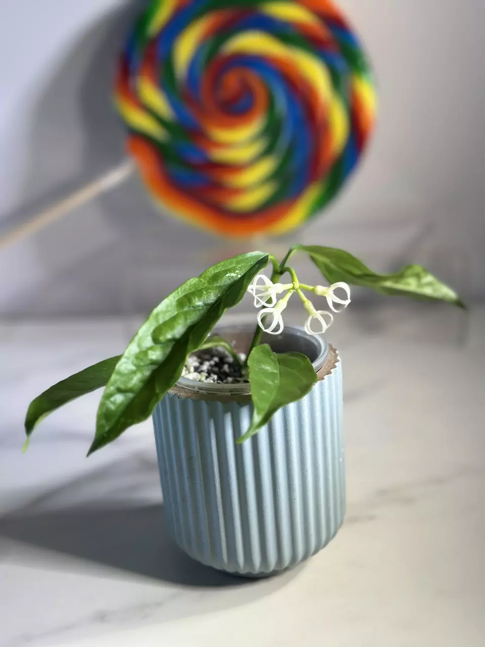 plant/Hoya decipulae-2