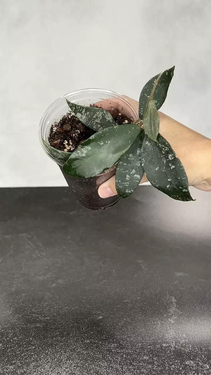 plant/Hoya phuwuaensis-0