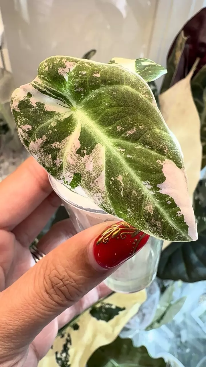 plant/Alocasia Pink Black Velvet Pup-0