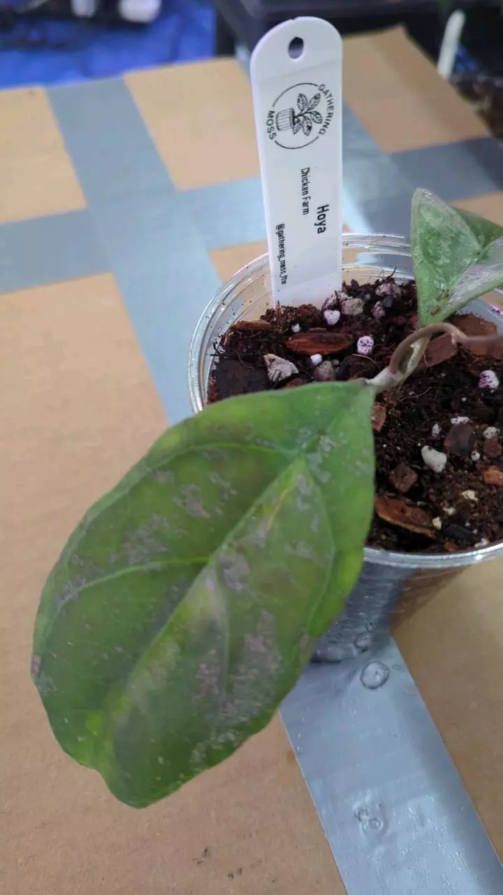 plant/Hoya chicken farm-1