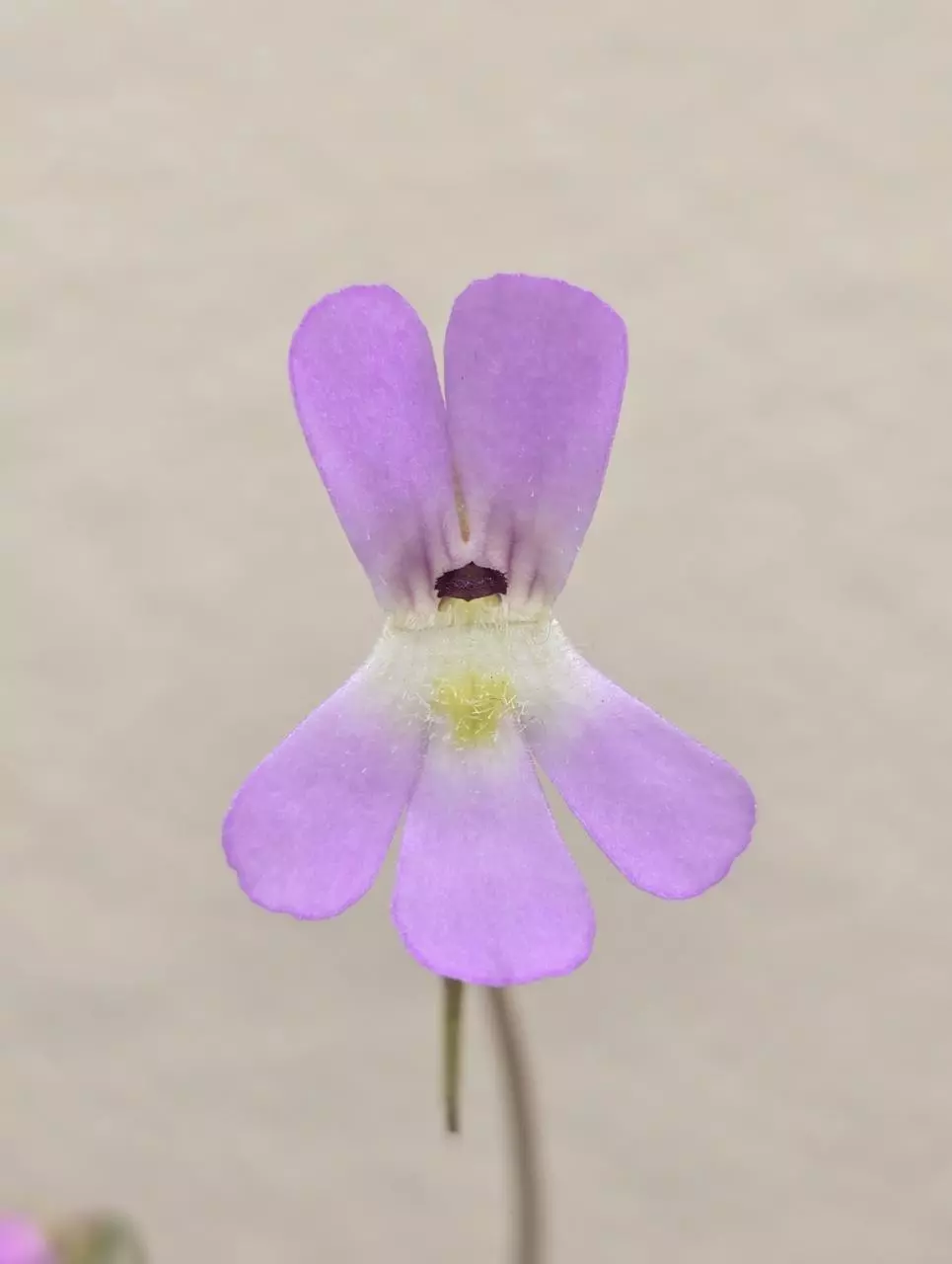 plant/Pinguicula Esseriana-2