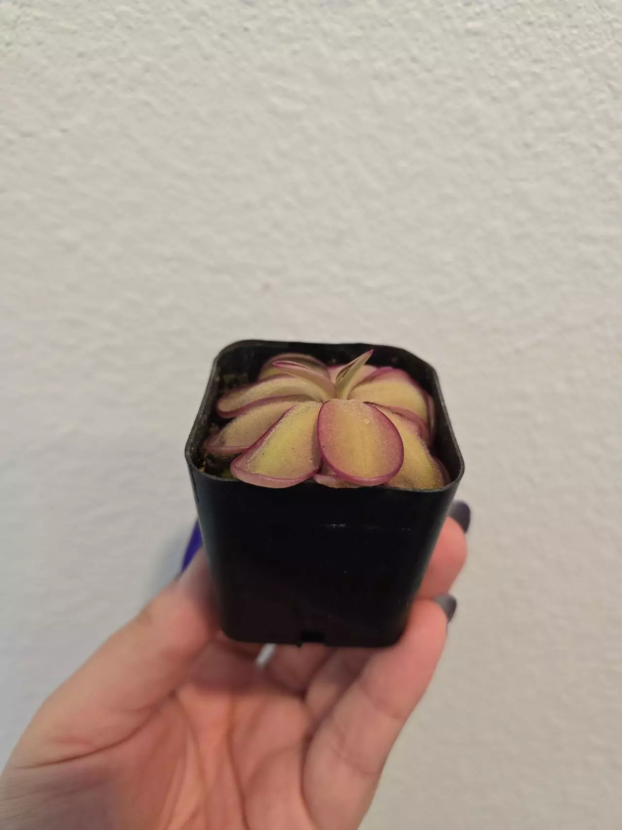 plant/Pinguicula Laueana x Emarginata-1