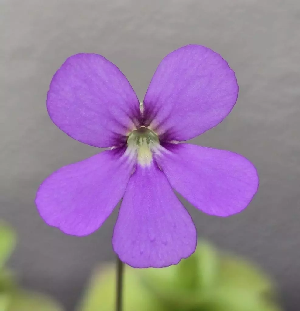 plant/Pinguicula Pirouette-2