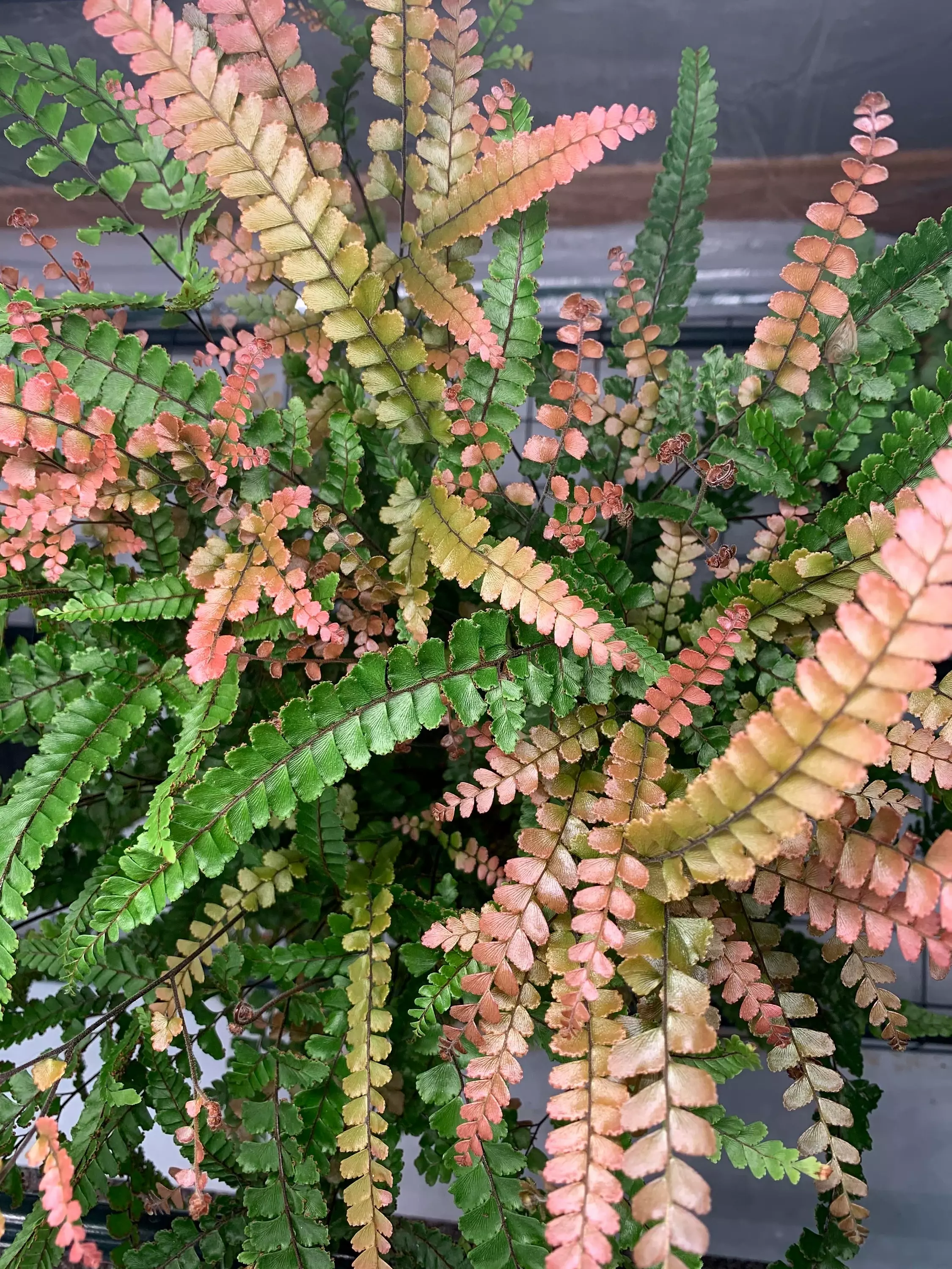 plant/Bronze Venus Fern starter plant growers choice-0