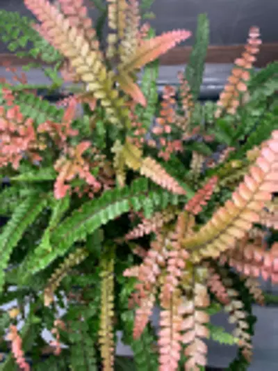 plant/Bronze Venus Fern starter plant growers choice-0-thumbnail