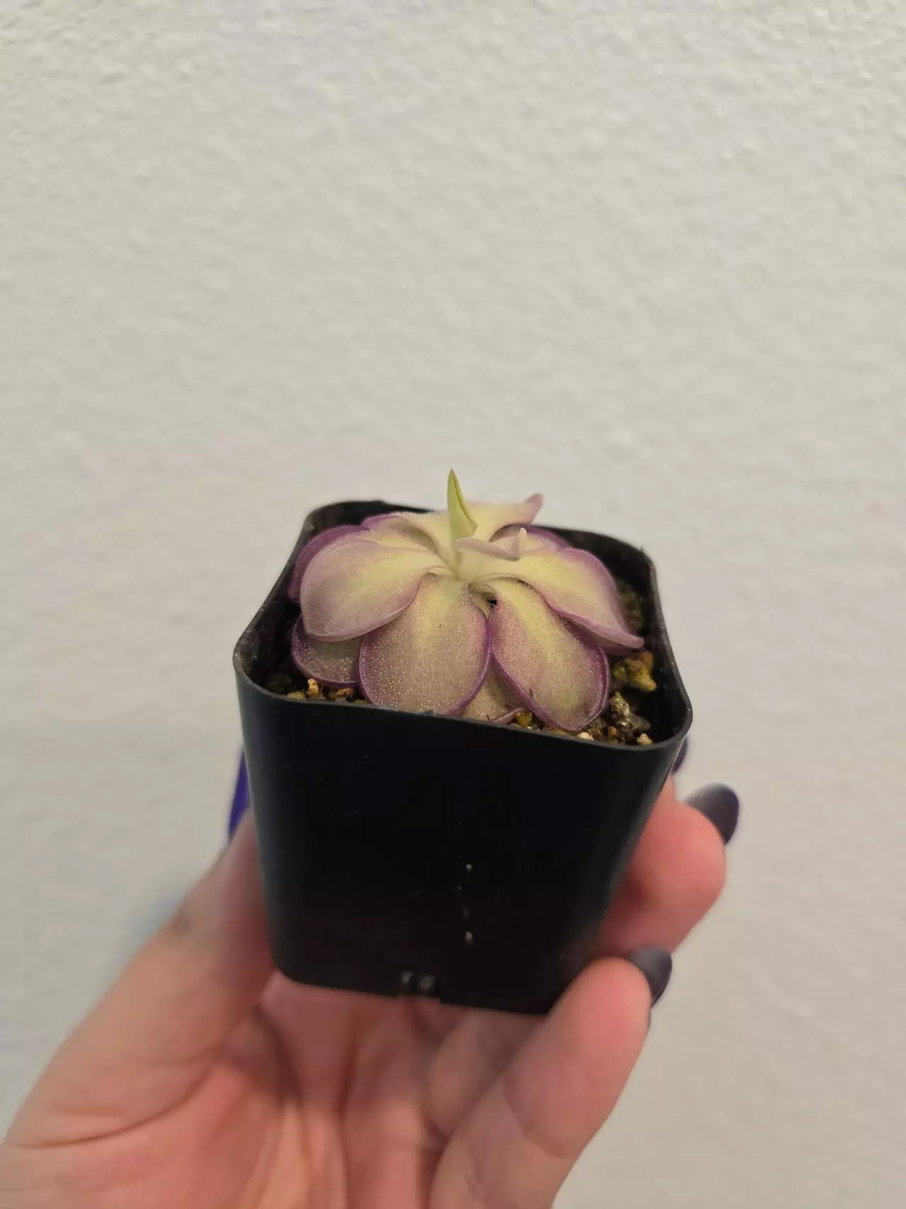 plant/Pinguicula Lilac Lollipop-1