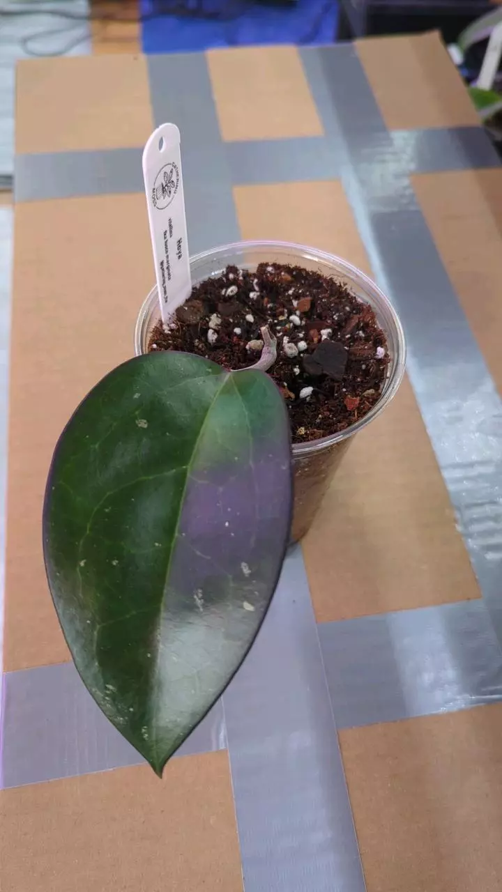 plant/Hoya vitellina fka fusco marginata-0