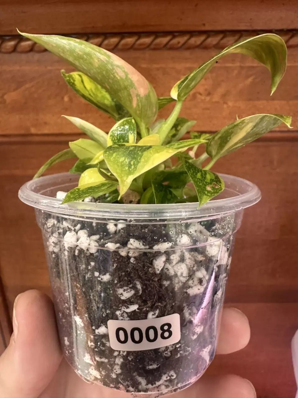 plant/Green congo Nuclear philodendron #0008-1