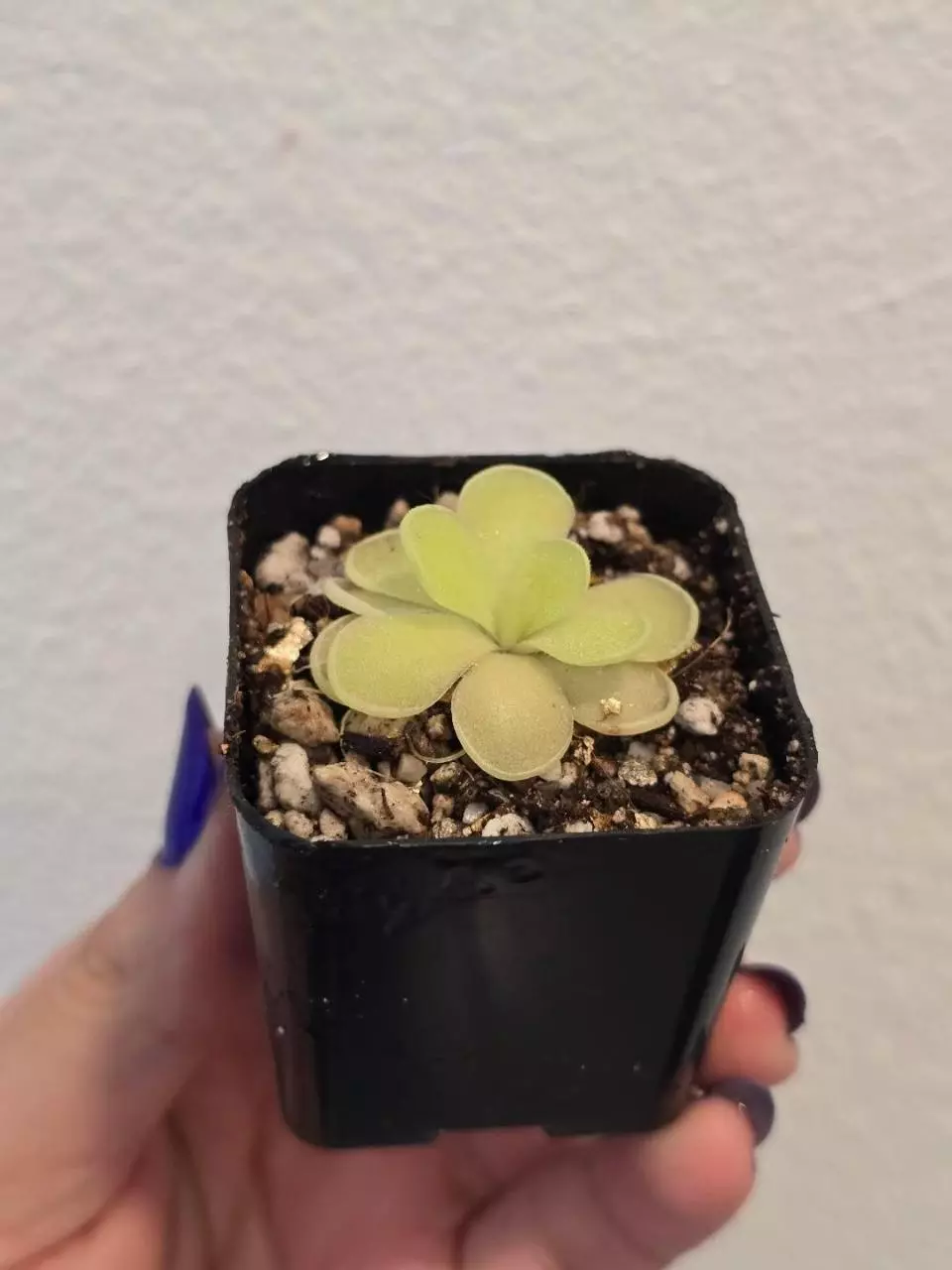 plant/Pinguicula Gigantea x Cyclosecta-1