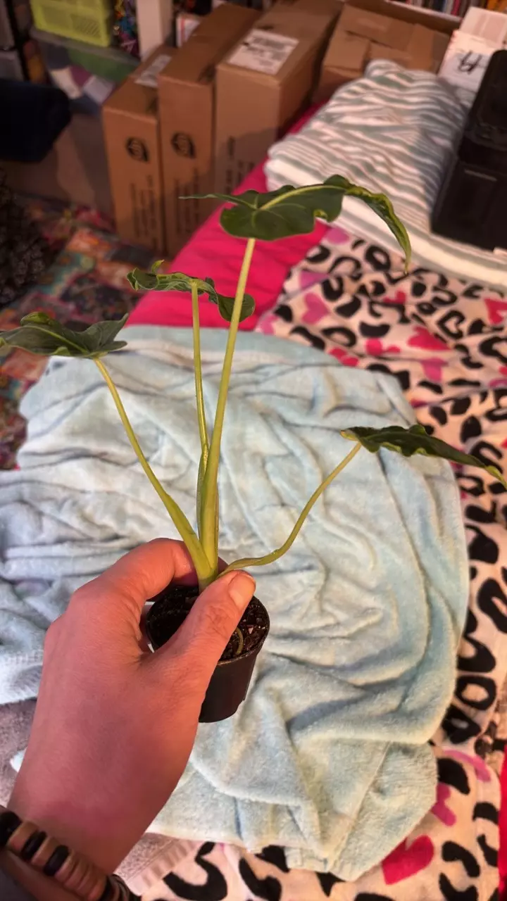 plant/Emerald tide/Tattoo alocasia-1