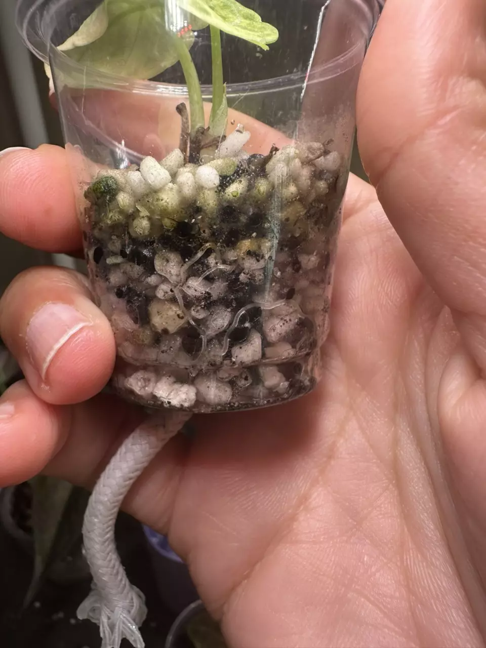 plant/Alocasia Ninja Splash Pup-3