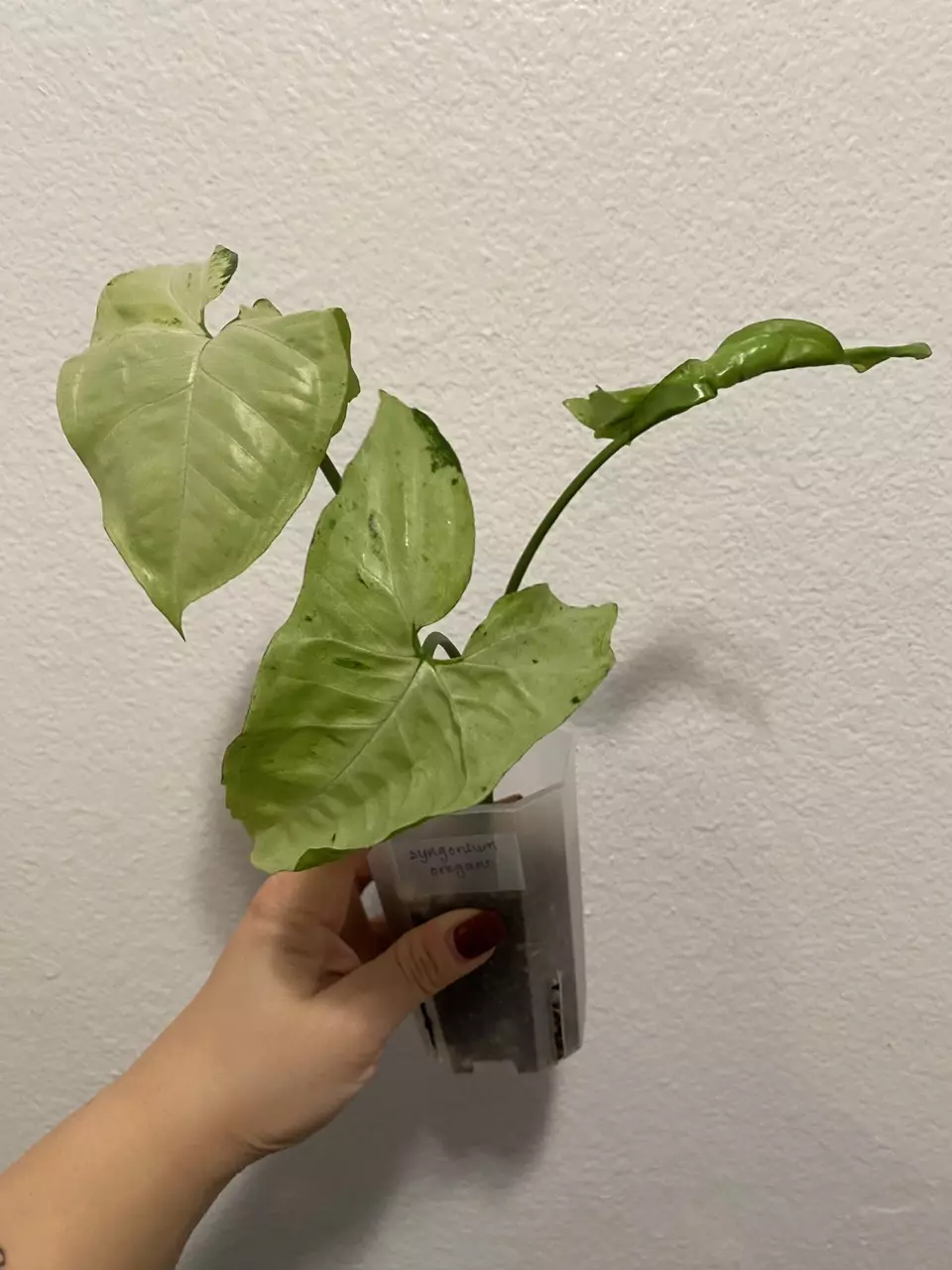 plant/Syngonium Podophyllum ‘Oregano’-1