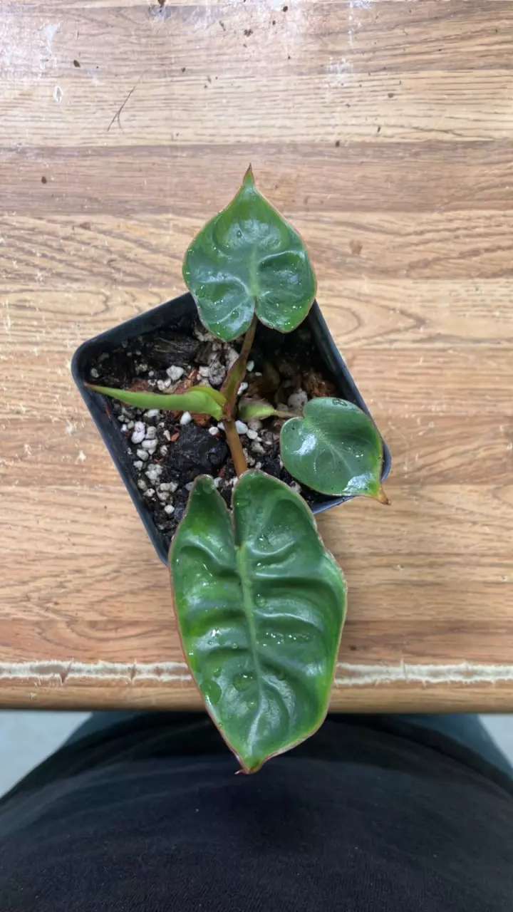 plant/Philodendron Billietae Reverted TC (acclimated)-1