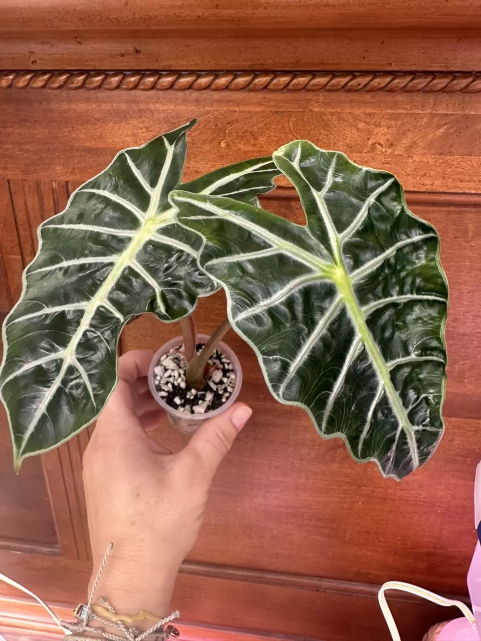 plant/Alocasia Polly 💕-0