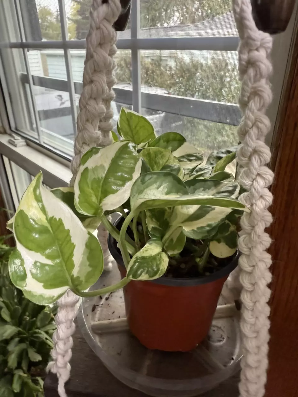 plant/4” n’ joy pothos-0
