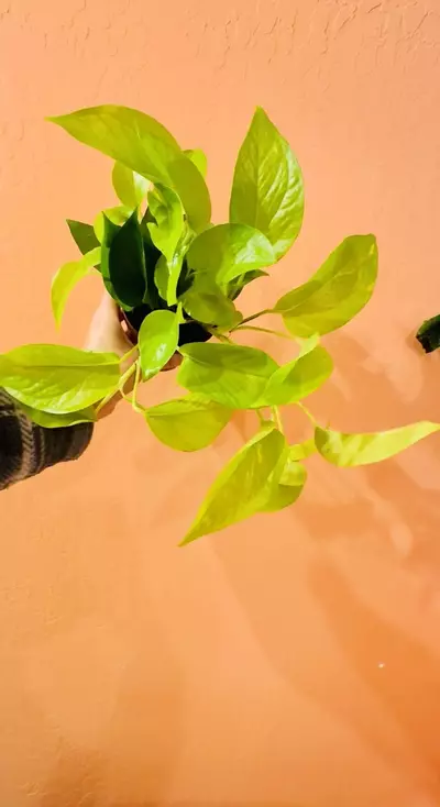 plant/Neon Pothos-0-thumbnail