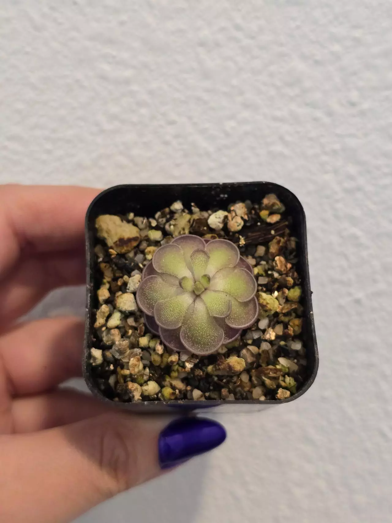 plant/Pinguicula Cyclosecta-0