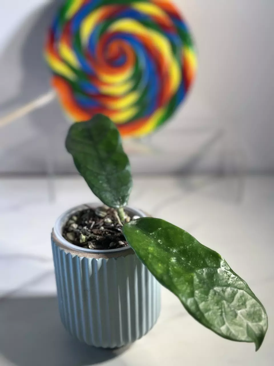 plant/Hoya Globulosa (Spoon Leaf)-1